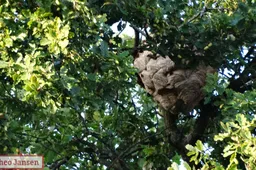 Groot nest Aziatische hoornaar verwijderd in Velp 02-09-2025 (0)