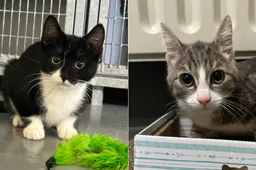 Huisdier van de Week - Indy&Domino - Dierentehuis Arnhem en omstreken
