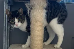 Cleo - Huisdier van de Week - Dierentehuis Arnhem en omstreken