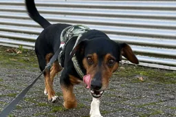 Huisdier van de Week - Pim - Dierentehuis Arnhem en omstreken