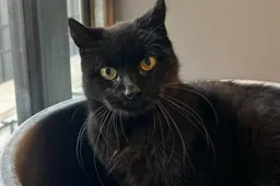 Mason0 - Huisdier van de Week - Dierentehuis Arnhem en omstreken