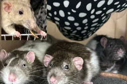 Chazz-Baxter-Ozzie-Husk1 - Huisdier van de Week - Dierenasiel Arnhem en omstreken