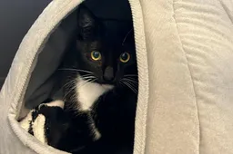 Rocco - Huisdier van de Week - Dierentehuis Arnhem en omstreken