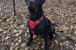 Bailey - Huisdier van de Week - Dierentehuis Arnhem en omstreken