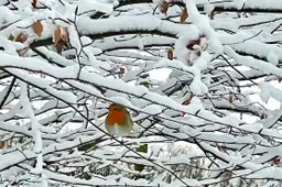 Roodborstje Arjan Vennema