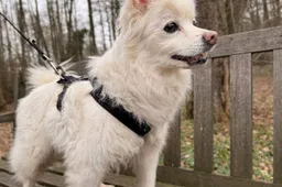 Benji - Huisdier van de Week - Dierentehuis Arnhem en omstreken