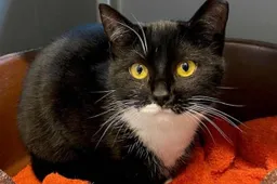 Huisdier van de Week - Ivy - Dierentehuis Arnhem en omstreken