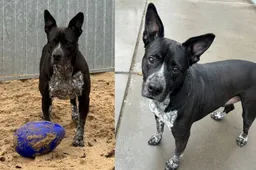 Bertie - Huisdier van de Week - Dierentehuis Arnhem en omstreken