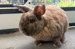 Roderick - Dierentehuis Arnhem en omstreken
