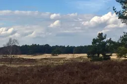 20260511 rozendaalse-zand-2 - IVN Oost Veluwezoom