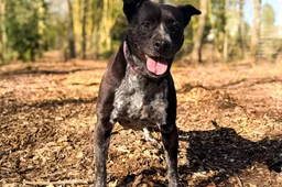 Bertie1 - Huisdier van de Week - Dierentehuis Arnhem en omstreken