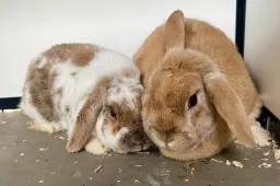 Bob en Major Piet - Huisdier van de Week - Dierentehuis Arnhem en omstreken