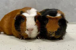 Ewout-0378-Kees-0377