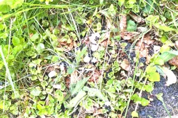 Vegetatie in het bos - IVN Oost-Veluwezoom