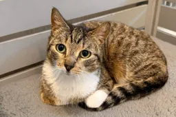 Abigail - Huisdier van de Week Dierentehuis Arnhem en omstreken (1)