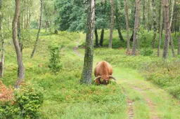 Hooglander in bos - Corlène van den Camp