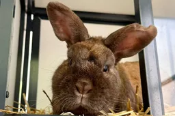 Roderick - Huisdier van de Week - Dierentehuis Arnhem en omstreken