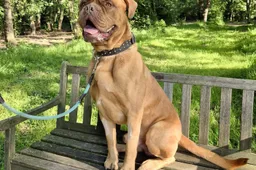 Willem - Huisdier van de Week - Dierentehuis Arnhem en omstreken
