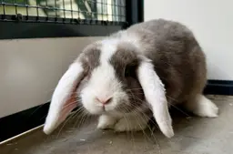 Balisto - Huisdier van de Week - Dierentehuis Arnhem en omstreken