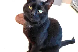 Huisdier van de Week - Elvis - Dierentehuis Arnhem en omstreken