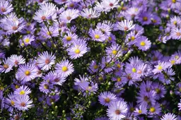 herfst bloem zomer bloem jhenning-flowers-8311282