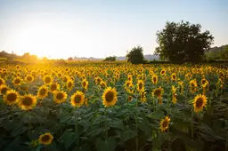 sunflowers-6007847-1920-zonnebloemen-phfilipposarci-via-pixabay
