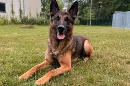 Huisdier van de Week - Dex - Dierentehuis Arnhem en omstreken
