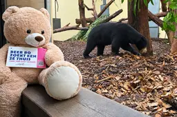 1 Beer Bo zoekt een 2e thuis - Burgers Zoo