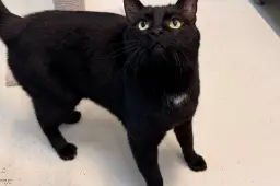 Huisdier van de Week - Elvis - Dierentehuis Arnhem en omstreken