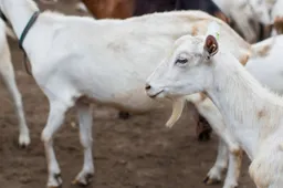 close up goats farm