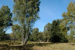 foto Melickerheide