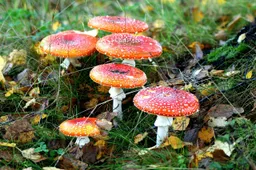mushrooms-1567476_1280
