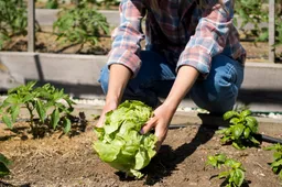 front-view-woman-taking-green-cabbage-from-ground