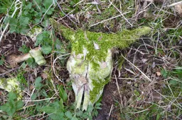 Hellegatsplaten 2011_03_30 0002 heckrund kadaver EL