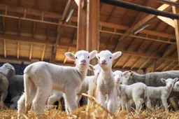 lambs-looking-front-wooden-barn