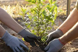 people-planting-tree-countryside