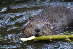 ralf82-beaver-6403610