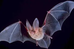 Big-eared-townsend-fledermaus