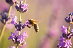 bee-beautiful-lavender-flower