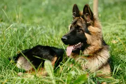 german-shepherd-lying-grass