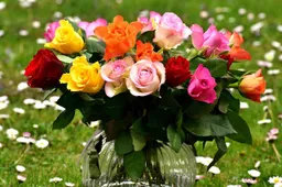 roses 2230459 1280