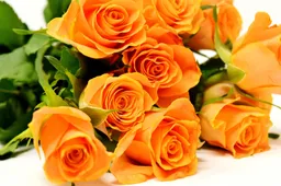 alexas_fotos-roses-3418141