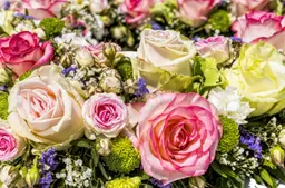 felix mittermeier roses 3441662