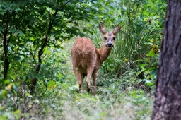 reeen-in-het-bos-nc-de-ginkel