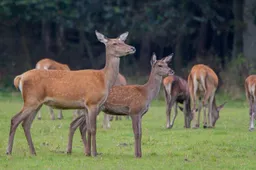 wildkansel-natuurcentrum-ede-nieuws