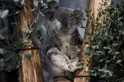 Ouwehands-Dierenpark_Koalajong-uit-buidel