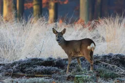 ree in winter - nc de ginkel