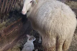 Eerste lammetje 2026 - foto Aart van den Brandhof