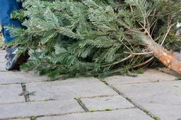 kerstboom_oud_scherpenzeel