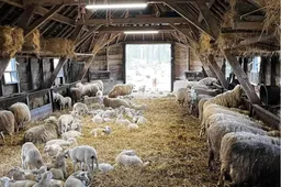 Schaapskooi - nc de ginkel